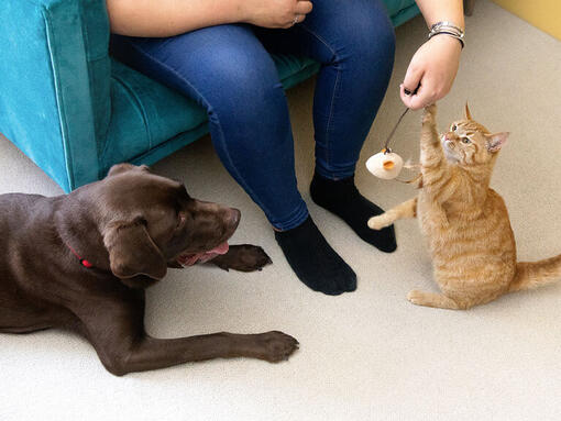 Rode kat en bruine Labrador zitten bij de voeten van de eigenaar