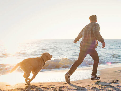 Man en hond die op het strand lopen