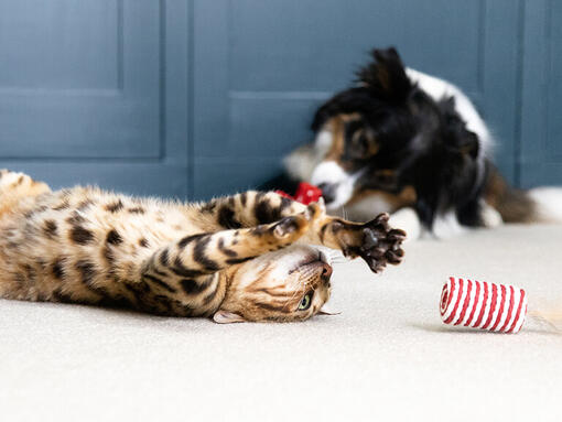 Hond en kat spelen