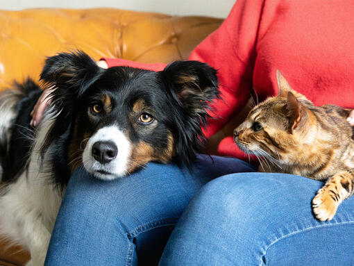 Hond en kat op schoot van de eigenaar