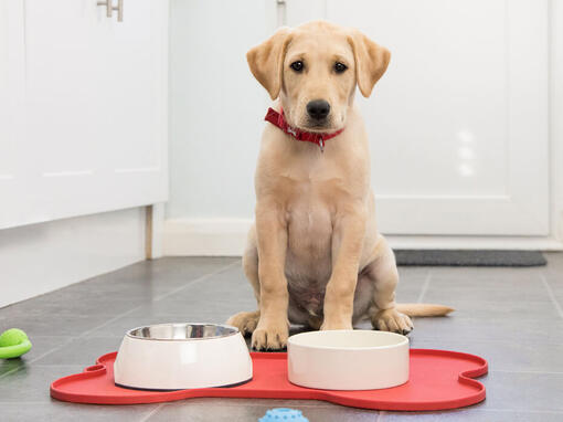 Hond zit voor zijn voerbak