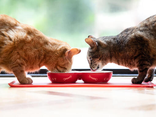 Twee katten die uit een voerbakje eten