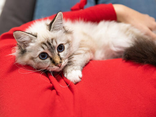 Kat op schoot van de eigenaar