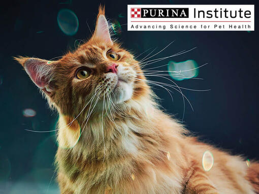 Purina Institute en innovatie