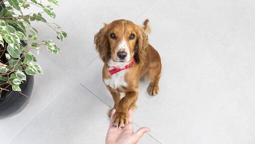 Bruine Spaniël met een rode halsband geeft poot aan de eigenaar