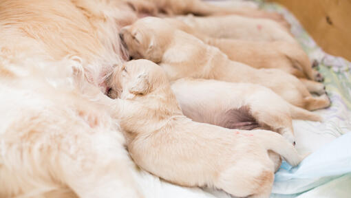 Blonde Labrador puppy's die zogen bij de moeder