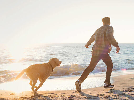 Man en hond die op het strand lopen