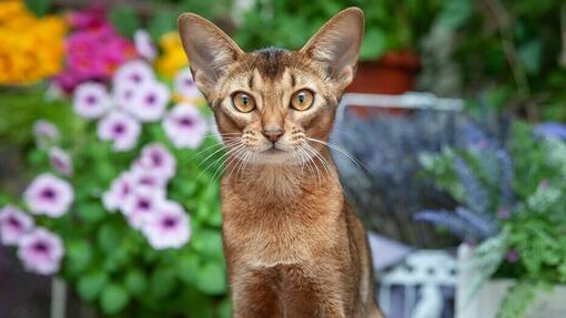 Abessijnse kat met oranje ogen die voor een tuin met bloemen staat