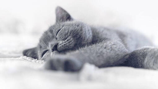 Slapende grijze Chartreux kitten