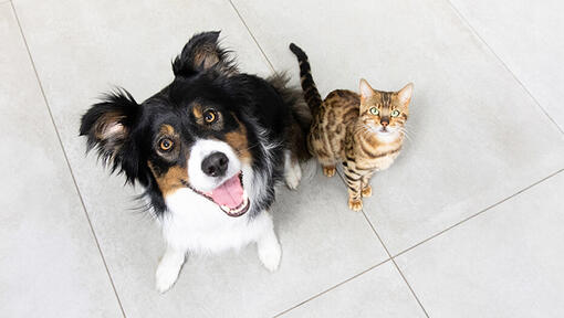 Hond en kat kijken naar boven