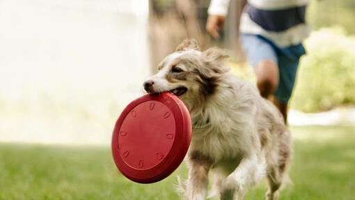 Collie die met een frisbee loopt