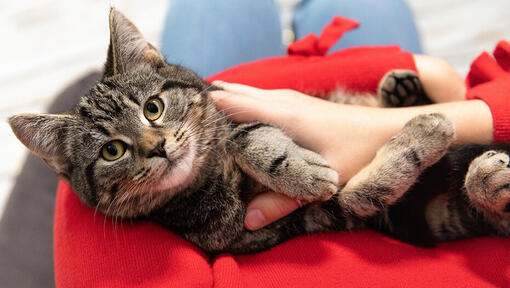 Cyperse kat liggend op de schoot van de eigenaar