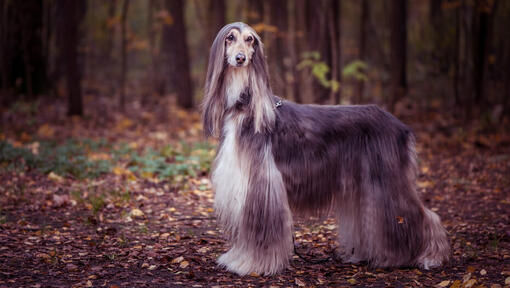 Afghaanse windhond staand in een bos