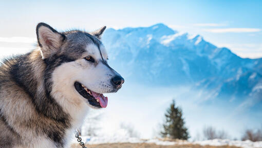 Alaska malamute op de achtergrond van Alaska Range.