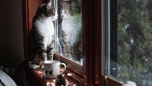 Kat zittend op de vensterbank naar buiten te kijken