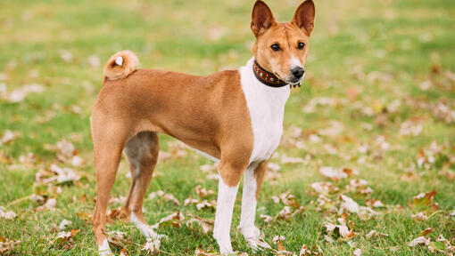 Bruine basenji die zich op gras bevindt.