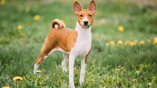 Bruine basenji die zich op gras bevindt.