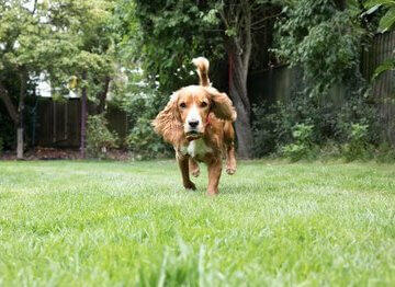 Hond speelt in de tuin