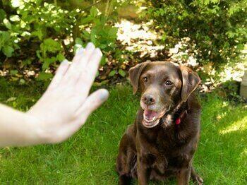 Hond leert om te blijven