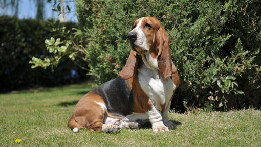 Driekleur basset hound zittend op het gras.