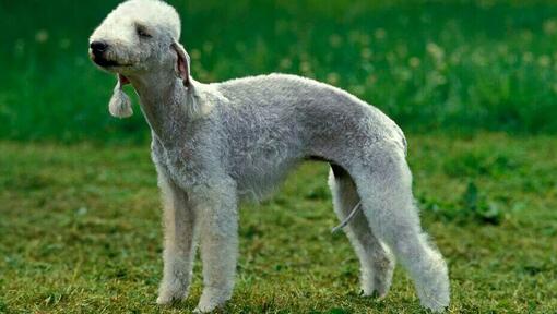 Bedlington Terriër