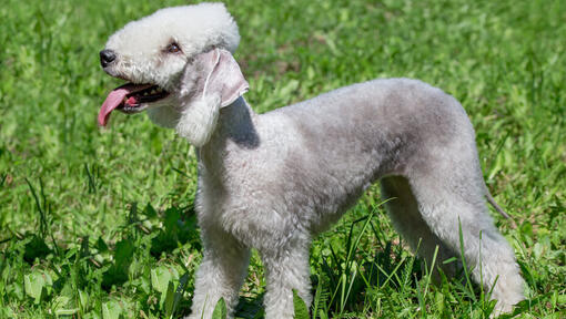 Bedlington Terriër