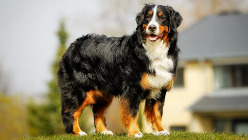 Berner Sennen hond