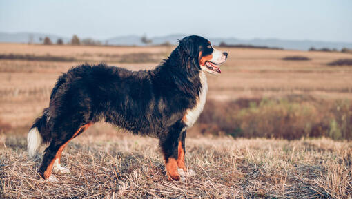 Berner Sennen hond