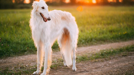 Witte barsoi hond kijkend naar rechts