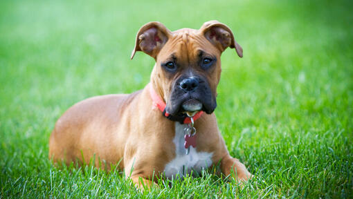 jonge boxer liggend in het gras