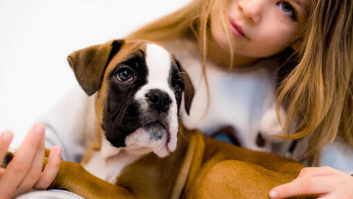 een jong meisje houdt een boxer puppy vast