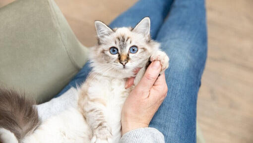 Kitten met lichte vacht en blauwe ogen op schoot van de eigenaar.