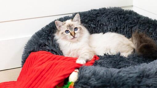 Kat met blauwe ogen die in kattenbed ligt