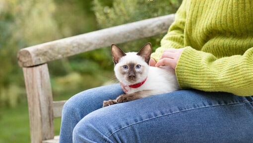 kat op schoot in het park