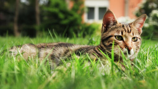 Manx kat die op het gras legt.