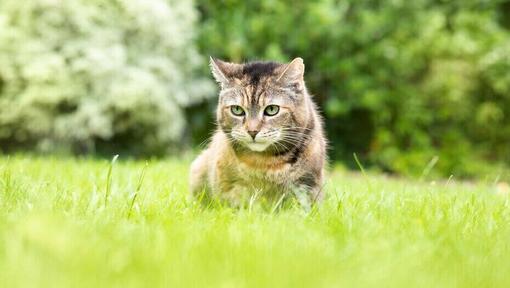 Kat in het gras