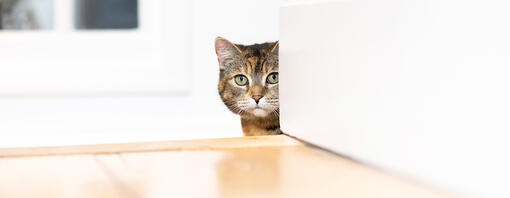 kat kijkt trap omhoog