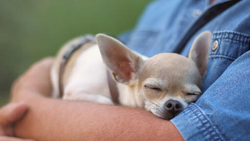Chihuahua slapend in iemands handen.