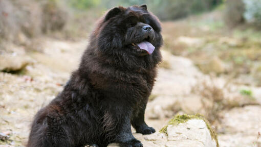 Zwarte Chow Chow zittend