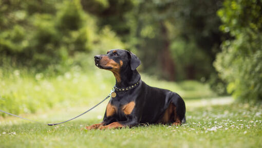 dobermann liggend op het gras