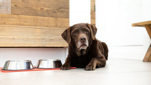 Chocolade labrador naast voer- en waterbakken