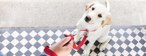 Hond met rode riem zittend op de drempel