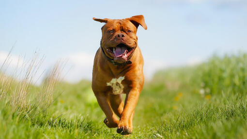 Blije Bordeaux Dog loopt in het veld