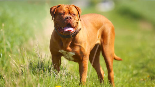 Bordeaux Dog staande op het gras