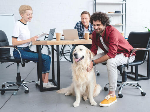 Golden retriever zat aan het bureau terwijl de groep werkt