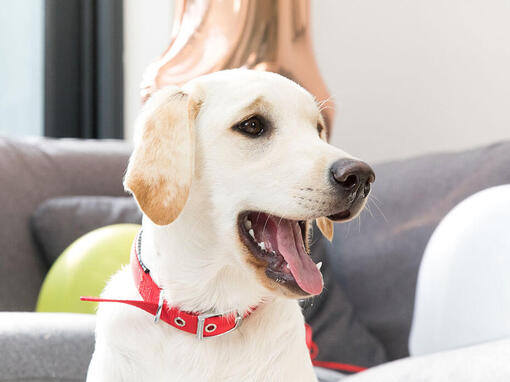 Labrador hijgend