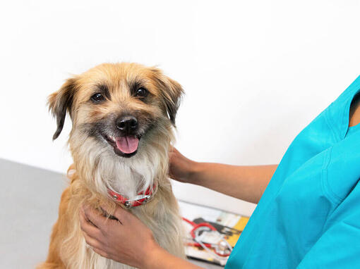 Terrier bij de dierenarts