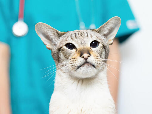 Kat bij de dierenarts
