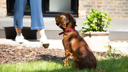 Puppy al zittend in de tuin