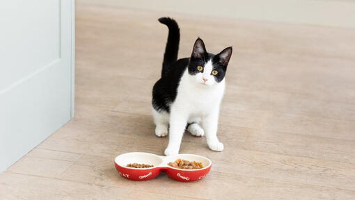 Zwart-witte kat met bakjes kattenvoer